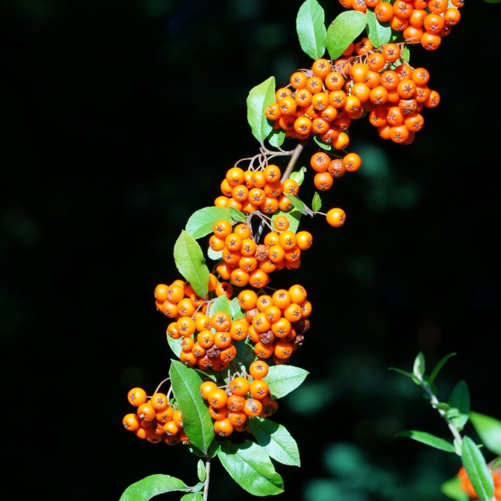 Pyracantha with orange berries