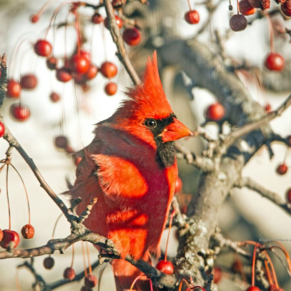 american cardinal bird on branch of tree with red berries