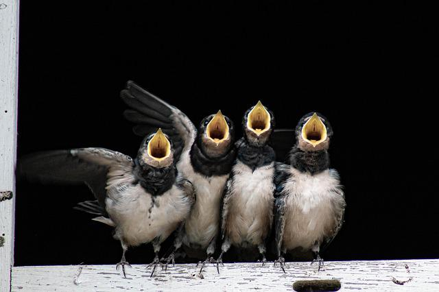baby swallows closeup with beaks all open for feeding
