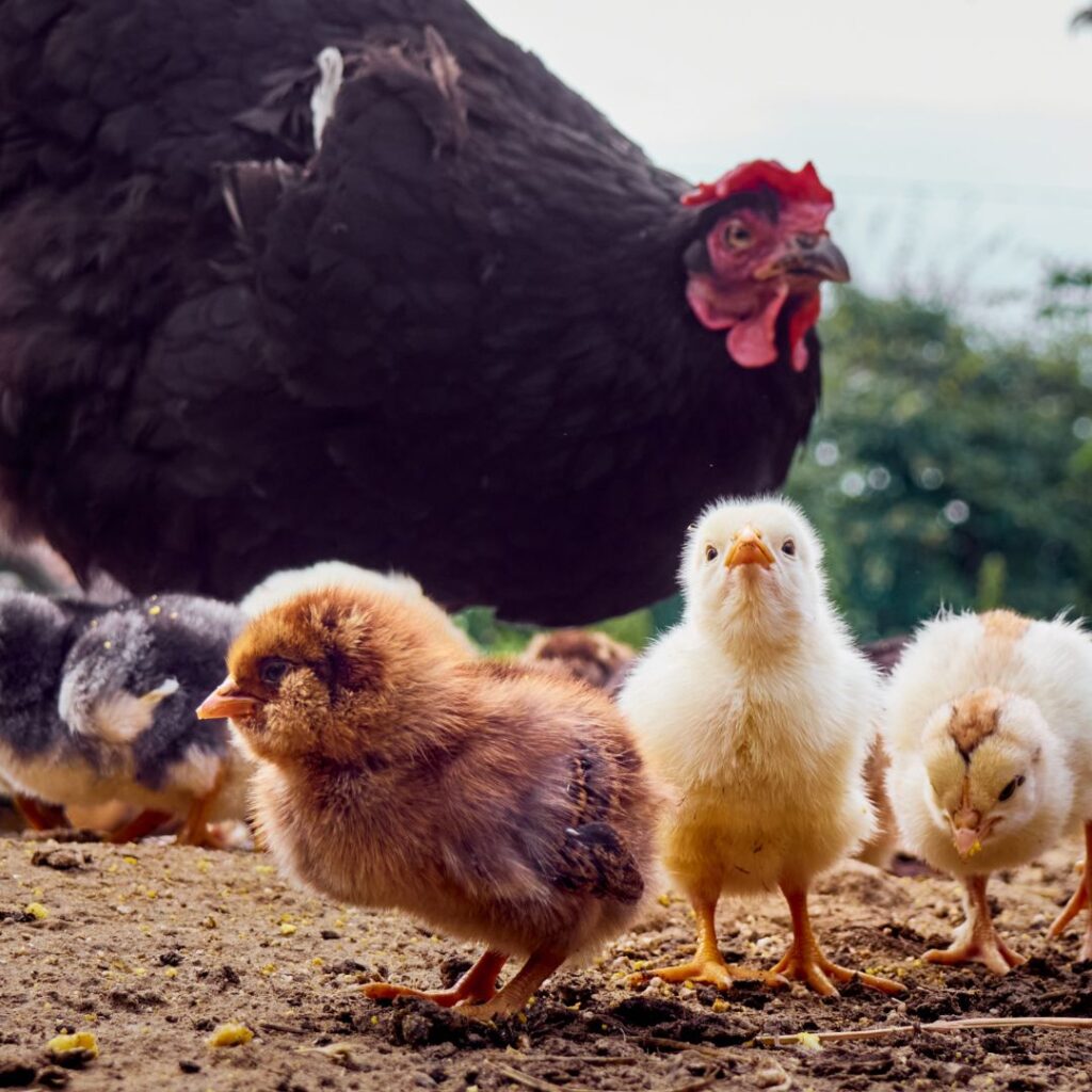 When Is The Best Time To Get Chickens As Baby Chicks?