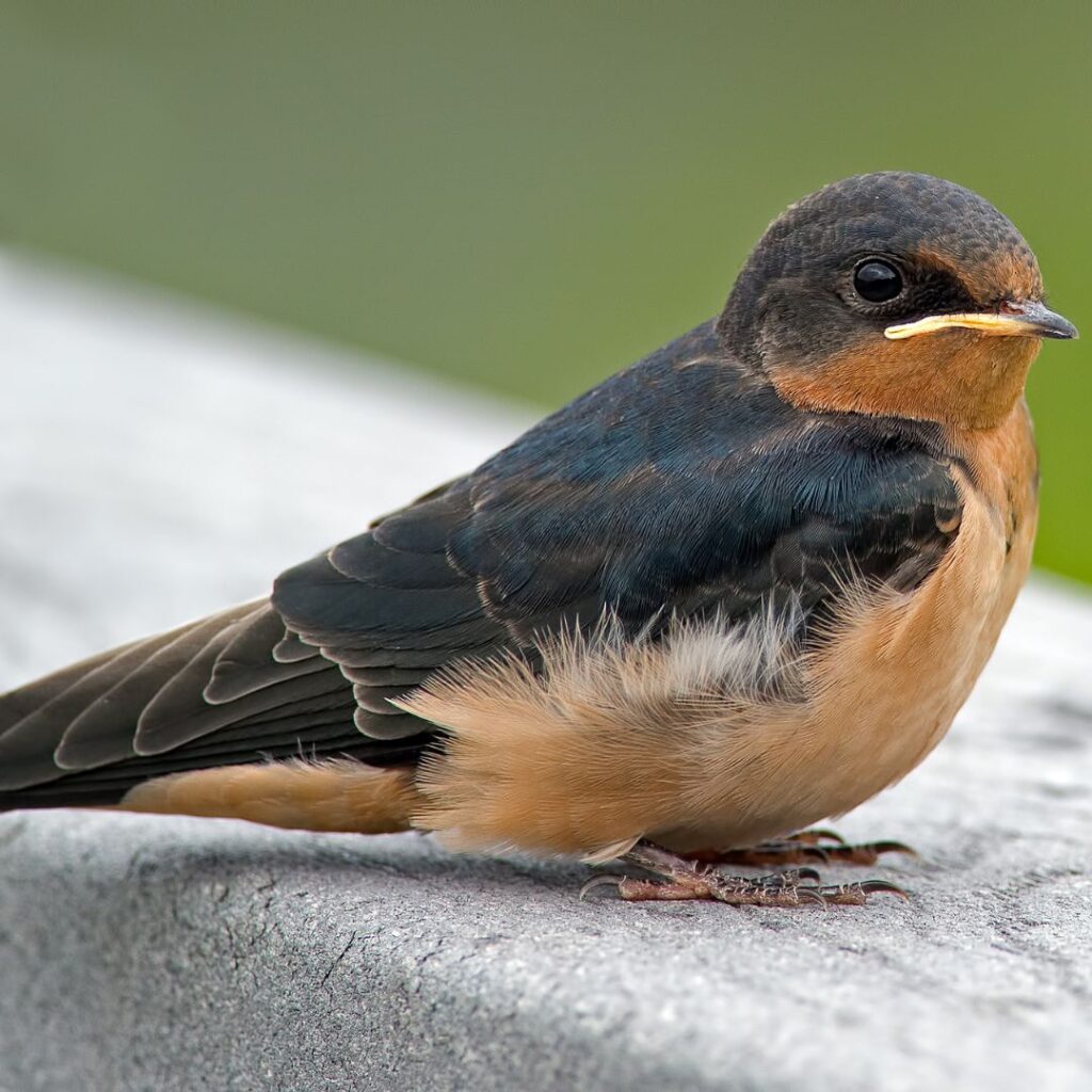 barn swallow on concrete bench