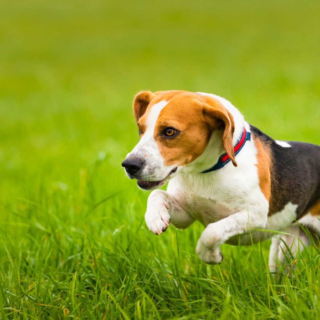 beagle running through grass outdoors