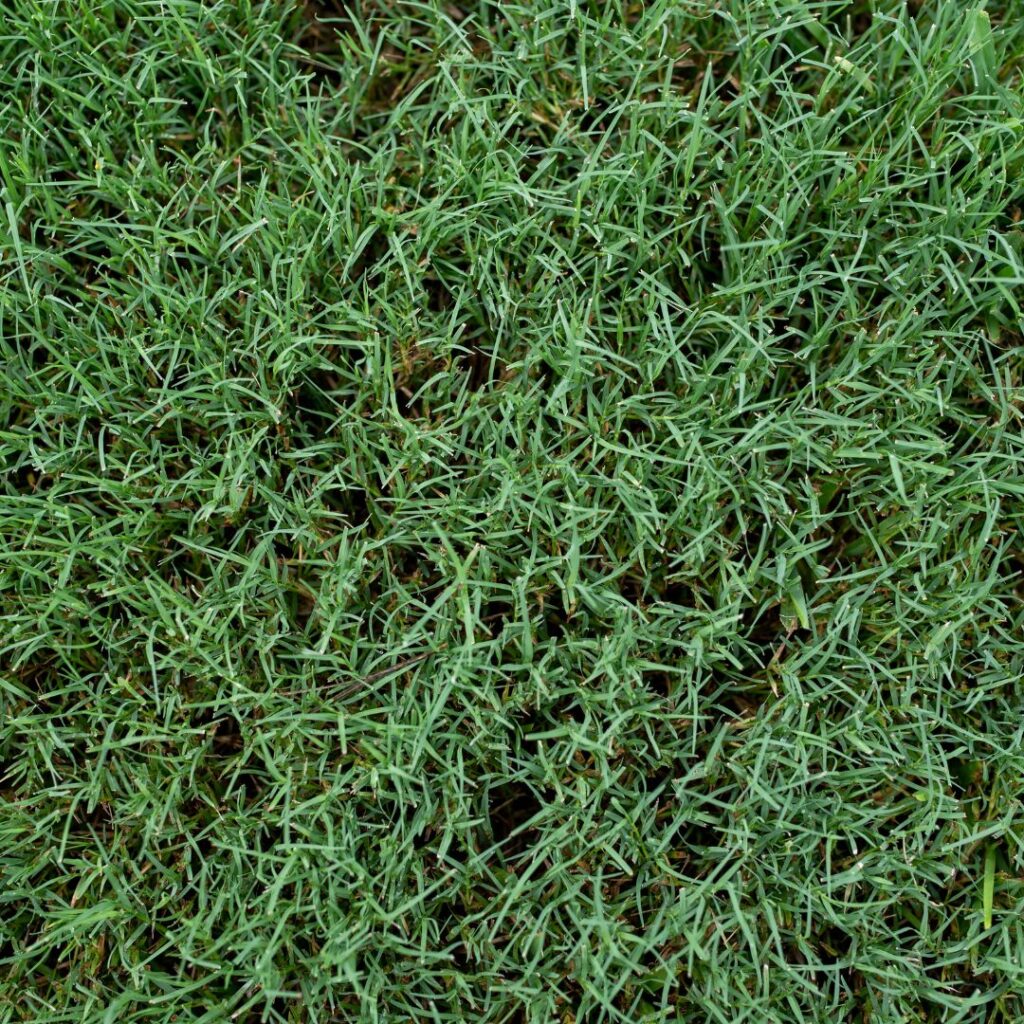 bermuda grass. greem grass. , one of the best grass types for pet grass that is relient and durable
