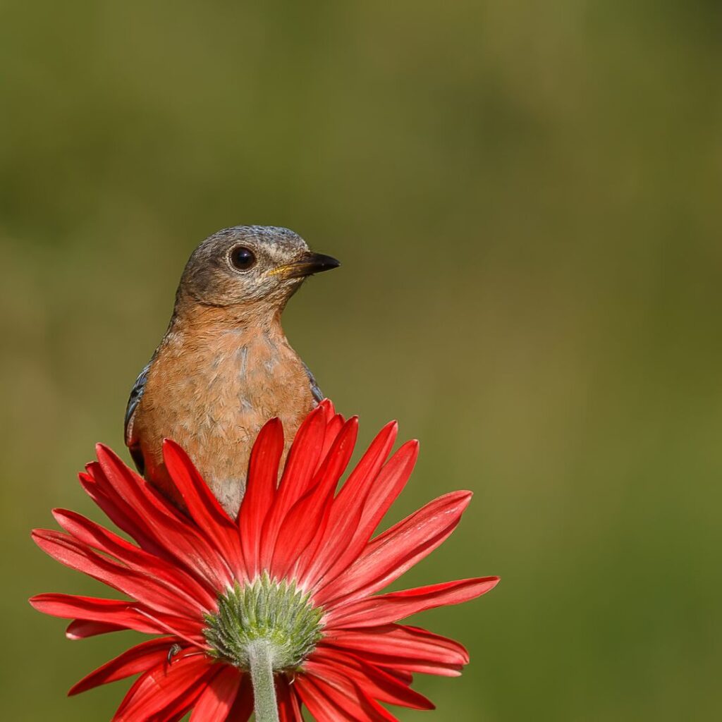 bird on a red daisy with backgrund blurred