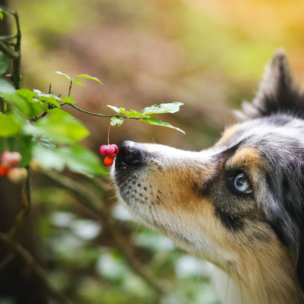 blue merle dog smelling plant and its berries in forest or park