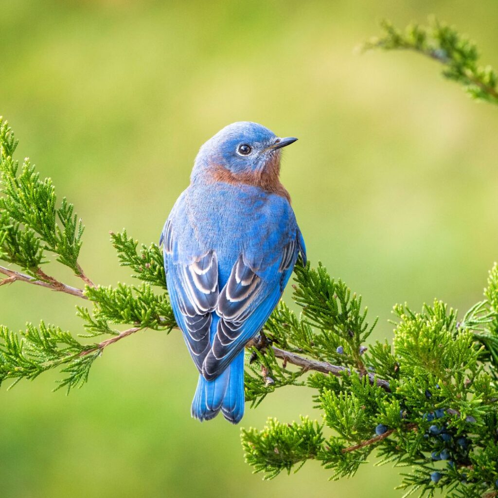 bluebird on branch of green shrub with background blurred