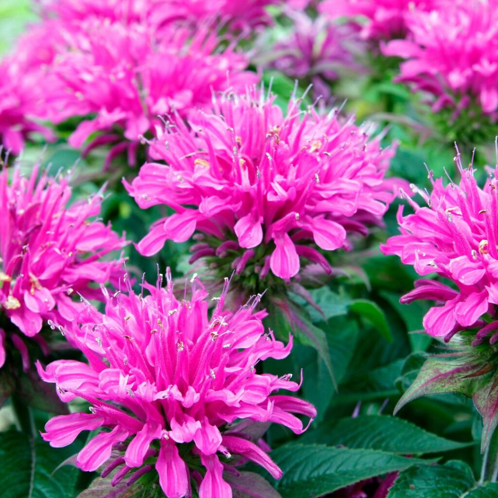 bright pink bee balm flowering plant with green leaves in a garden outdoors
