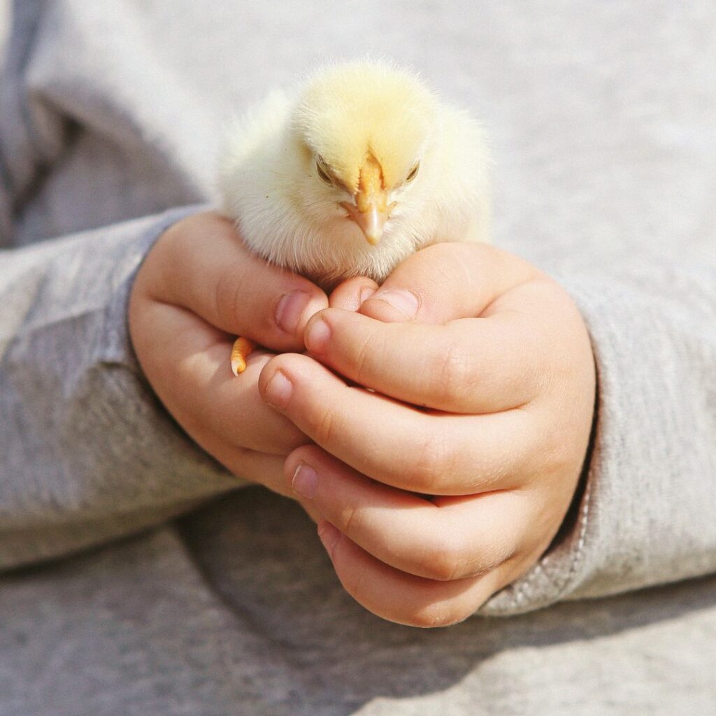 child hands holding baby chick