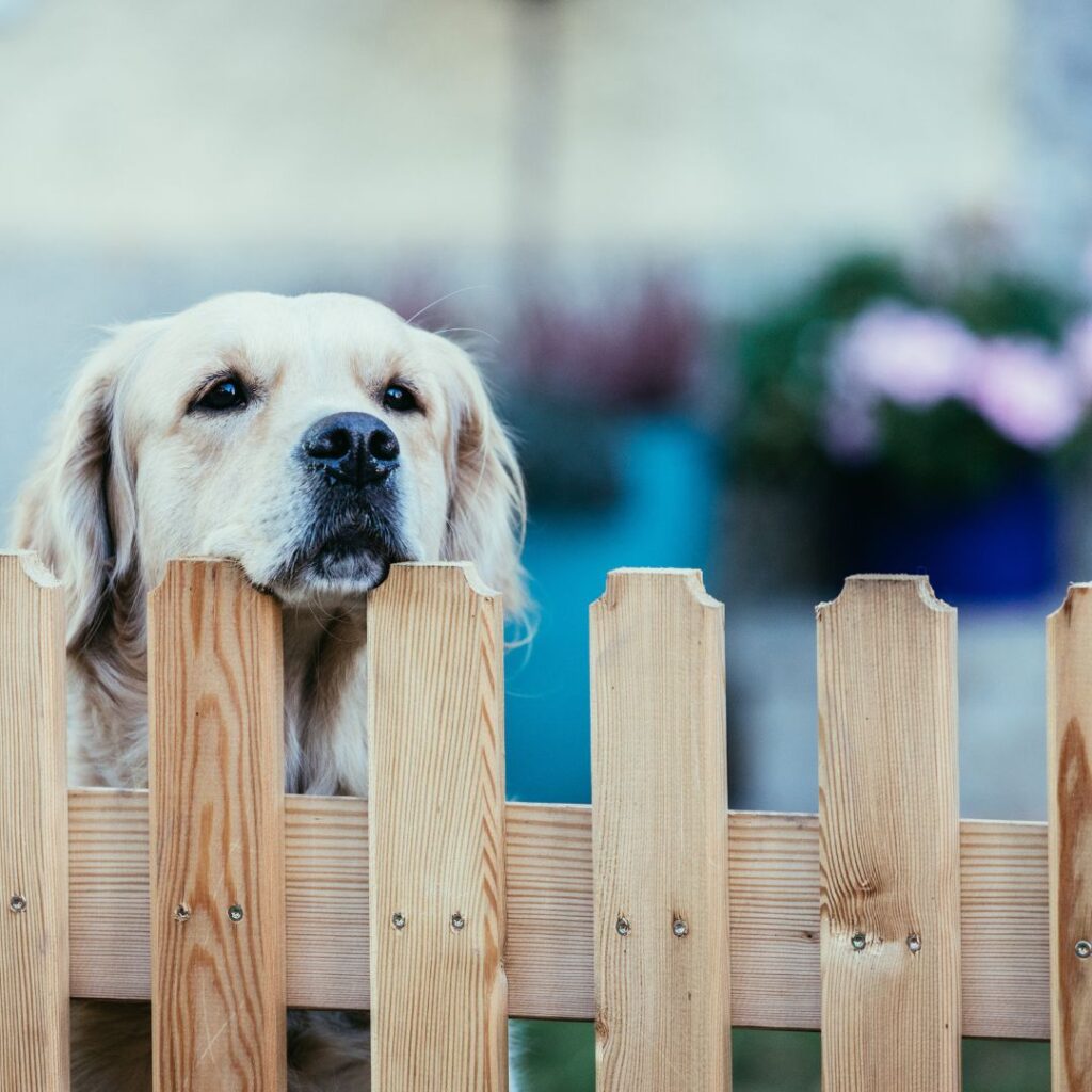 close up of dog looking over fence outdoors