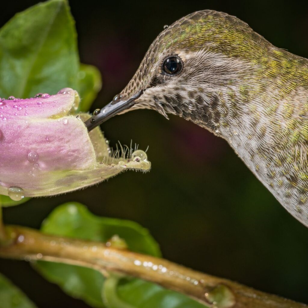 closeup of hummingbird feeding from foxglove flowering plant