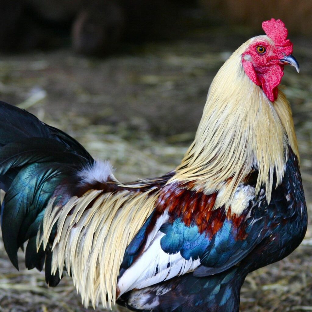 colorful rooster with red, white and blue feathers