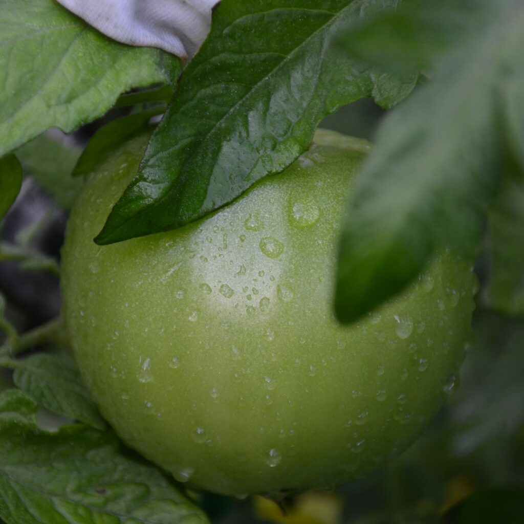 dew drops on green tomato