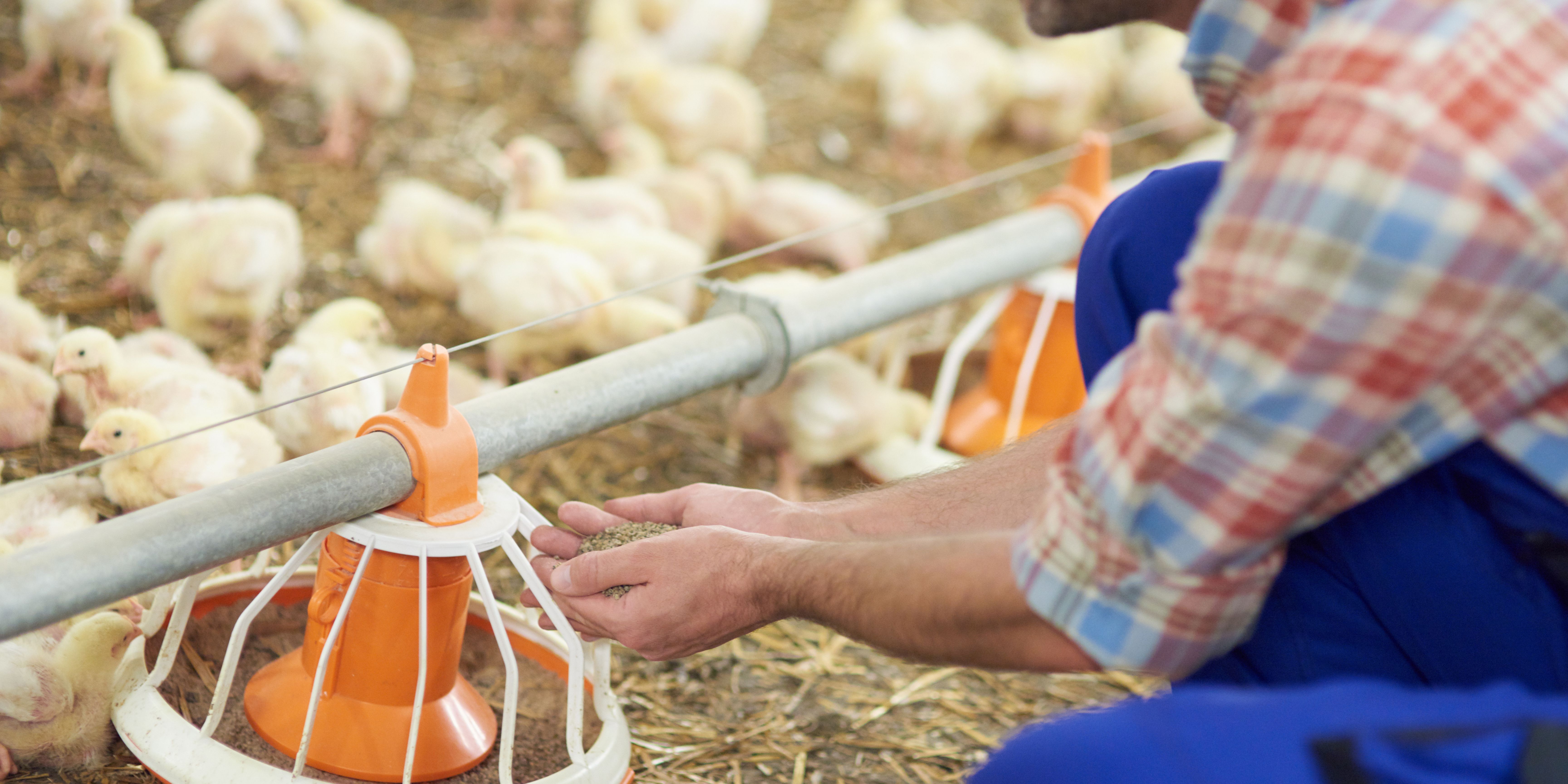 farmer feeding baby chicks on farm chicken coop
