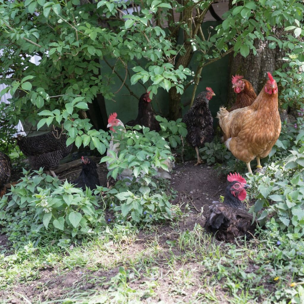 free range chickens in backyard garden