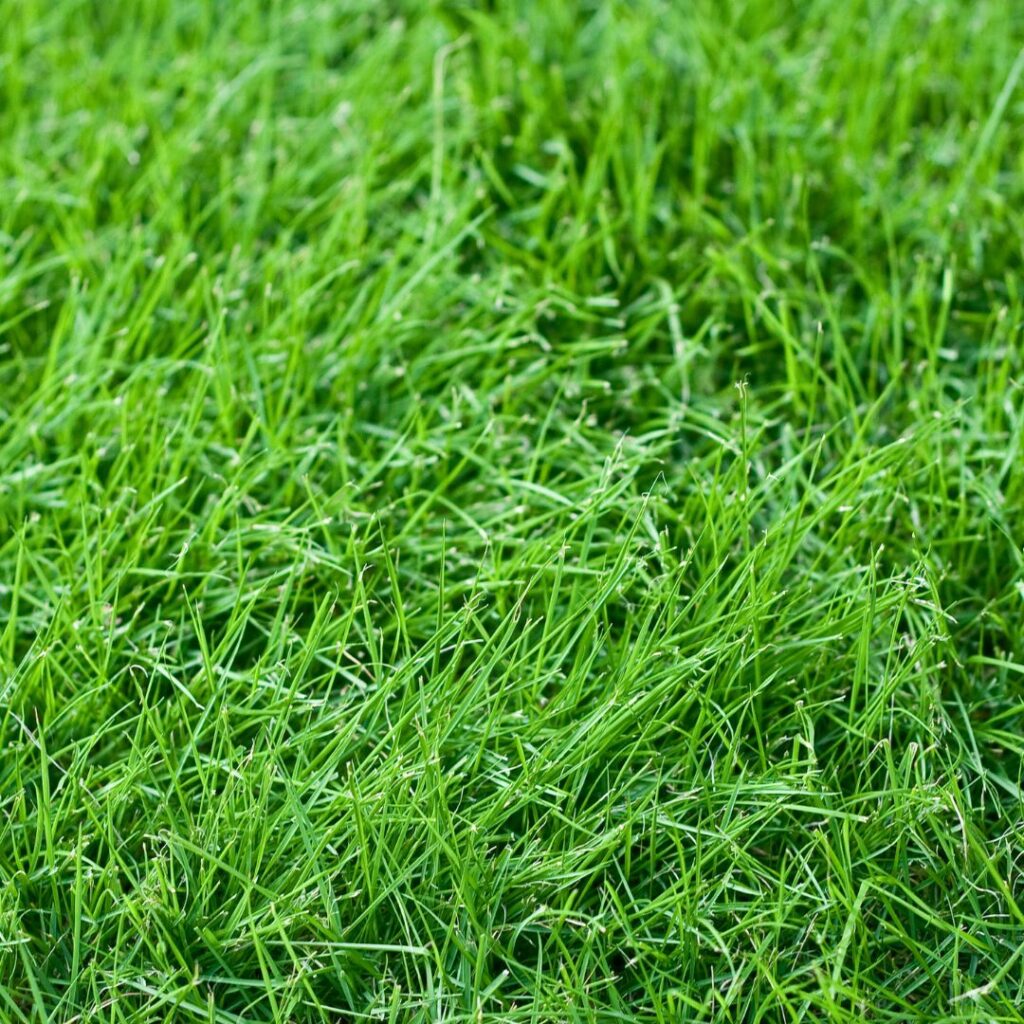 fresh green fescue grass in lawn area