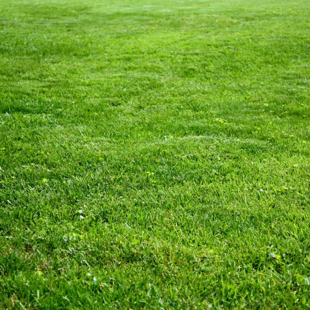 what's the best grass for dogs? freshly cut Kentucky bluegrass lawn is a great choice
