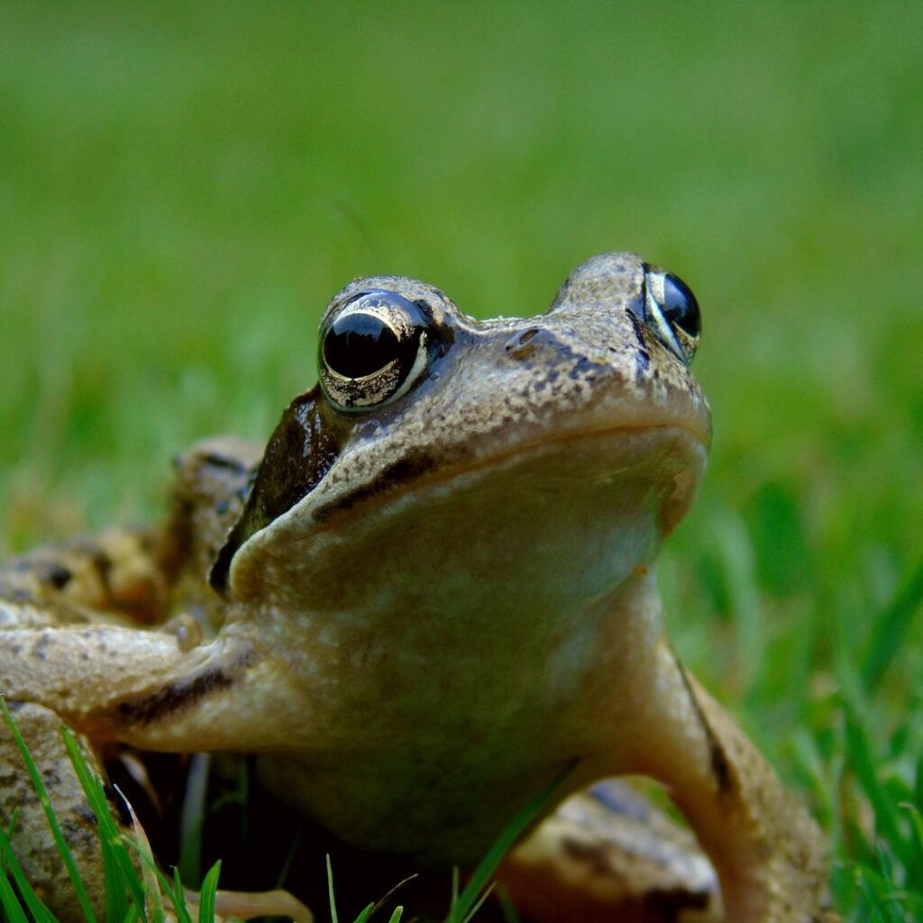 frog on grass