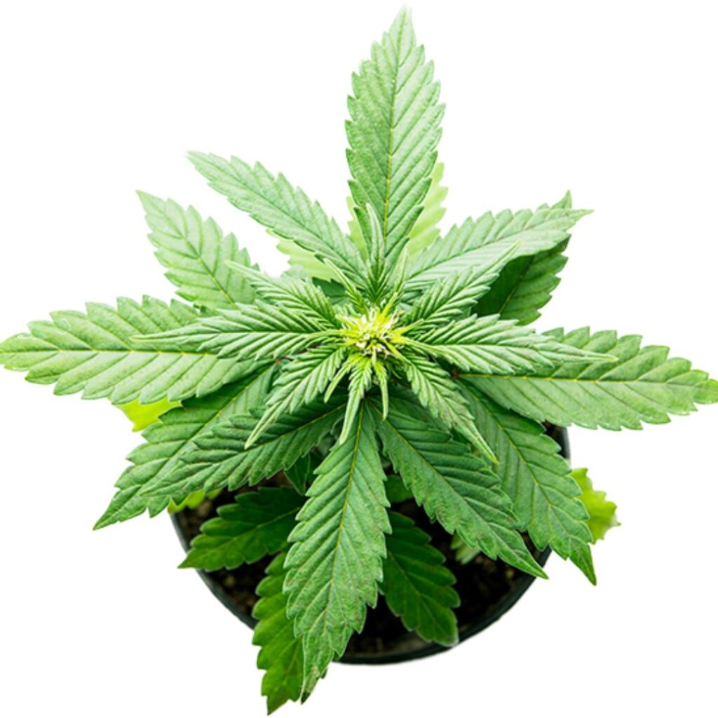 green leaf cannabis plant in pot