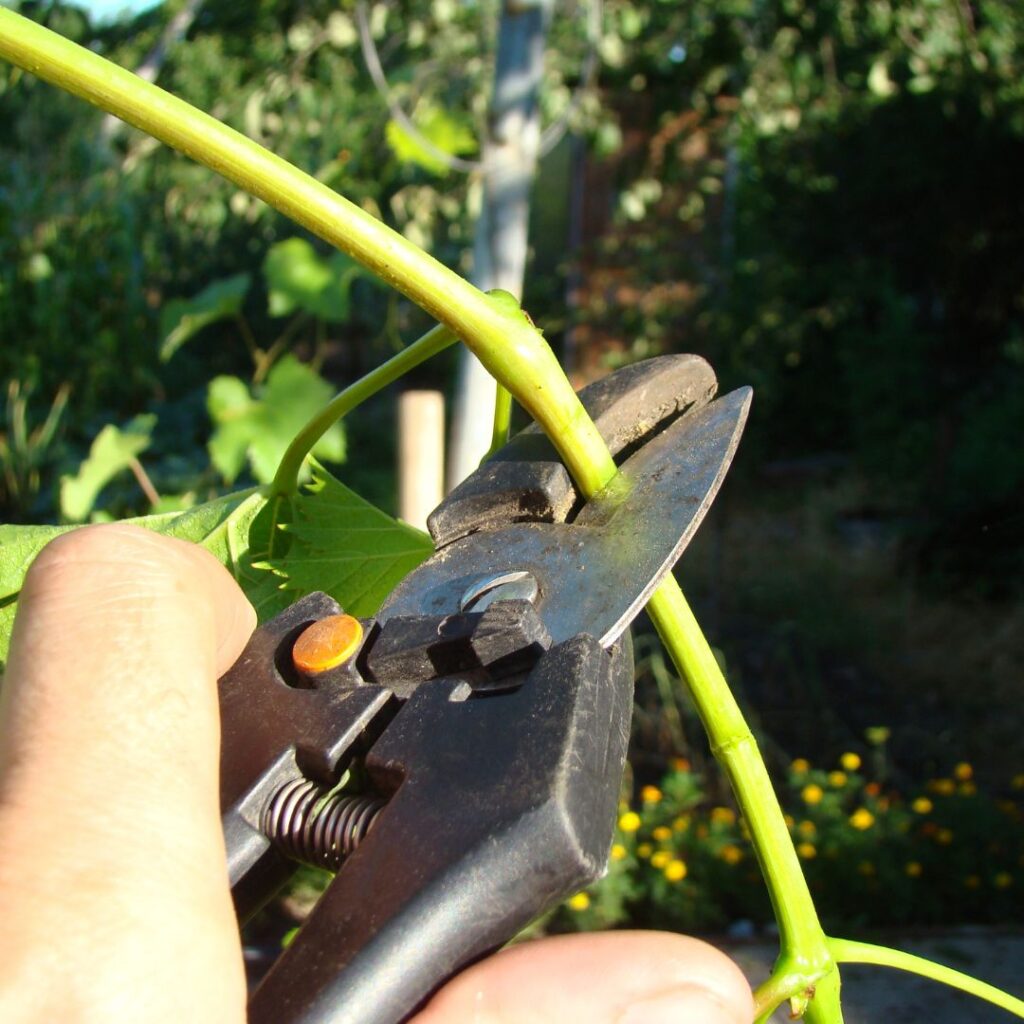 hand using hand pruners on a green branch