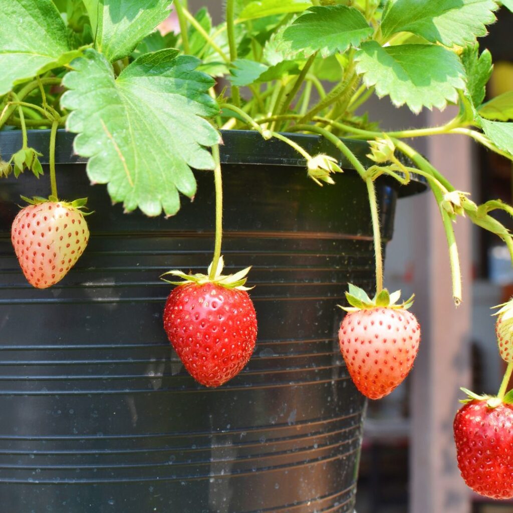 hanging strawberry fruit plant