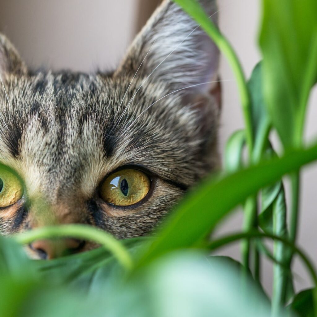 housecat peering through a house plant