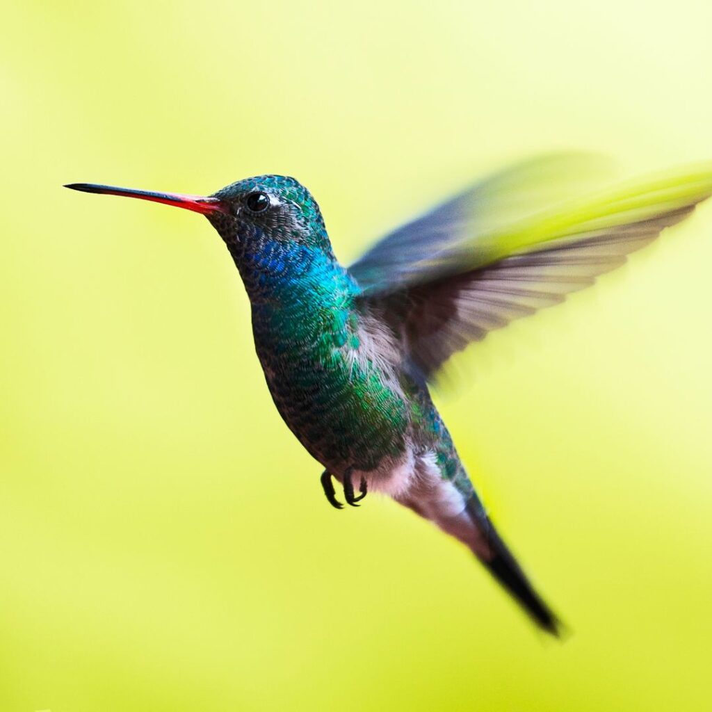 hummingbird (1)