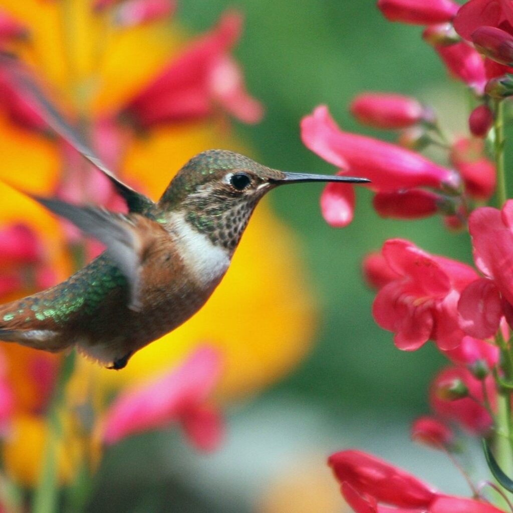How To Attract Hummingbirds To Your Yard in 2022
