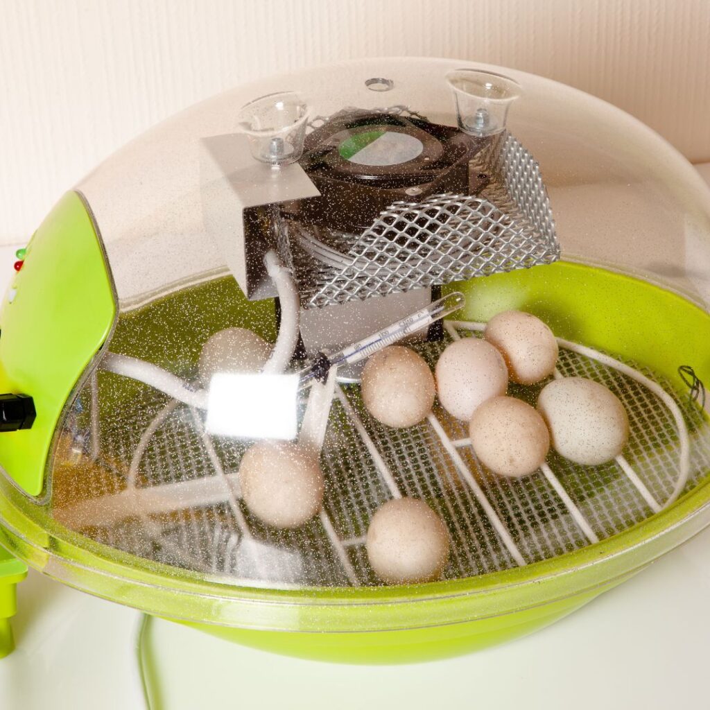 hatching chicken eggs inside incubator