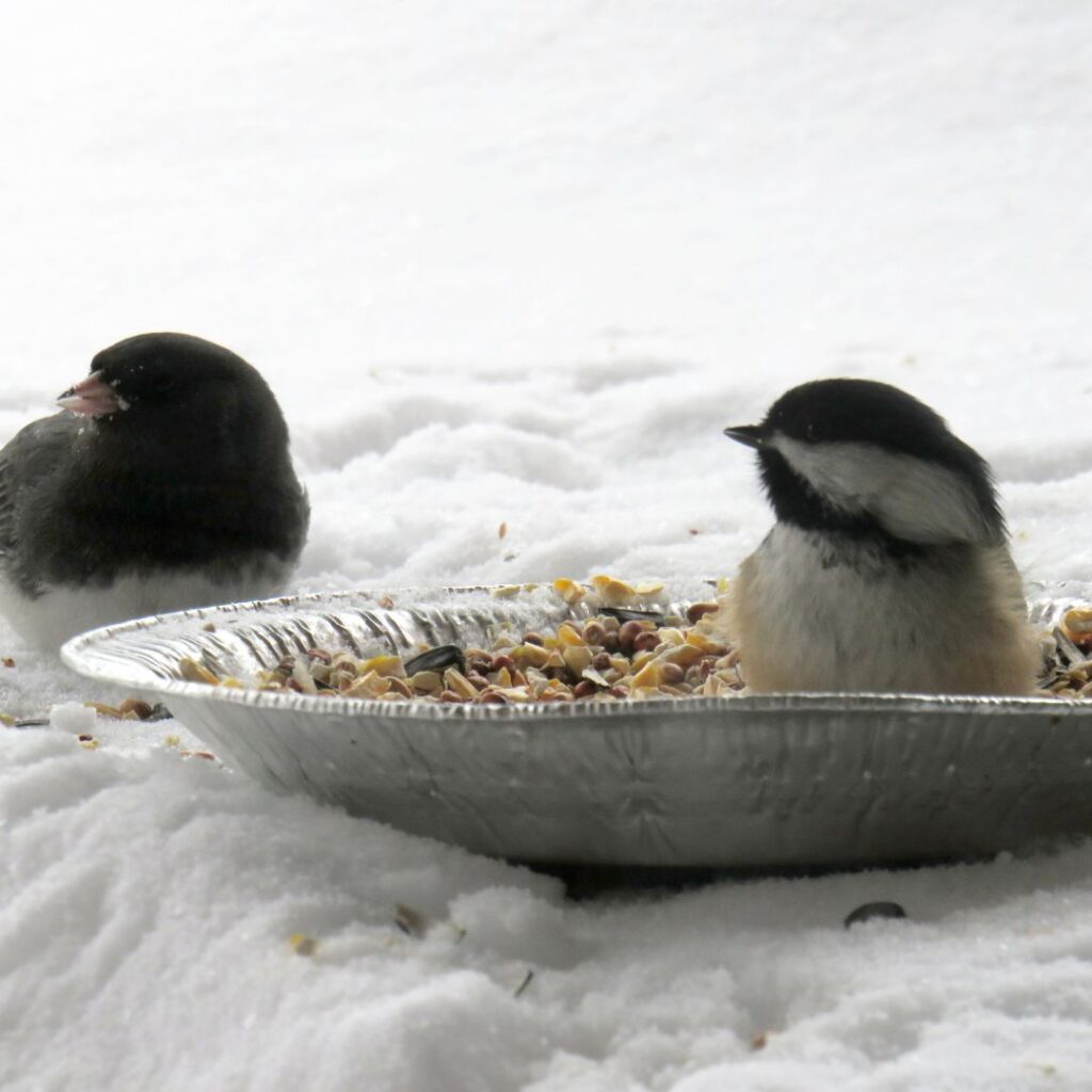 wild birds in a tin plate with seed
