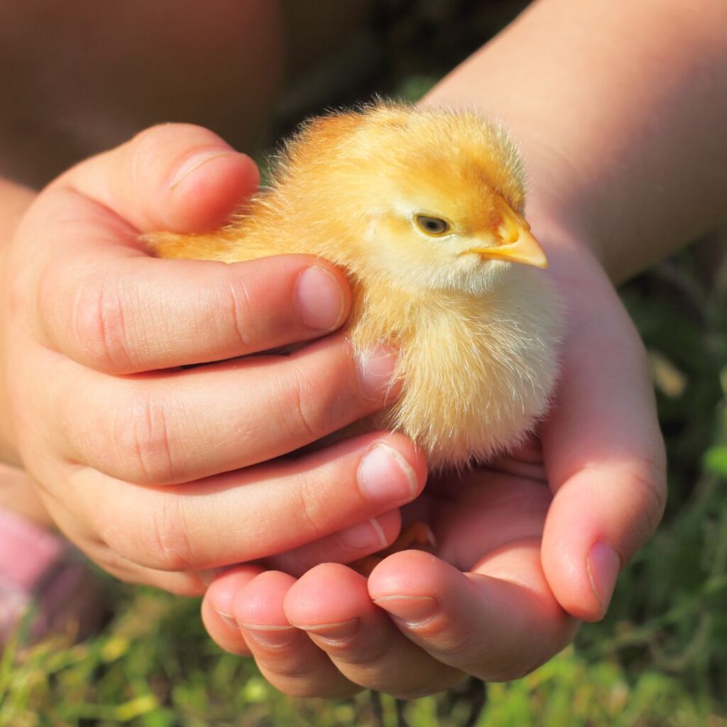 kids hands holding baby chick, friendliest chicken breeds for pets