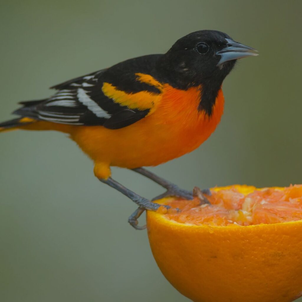 male baltimore oriole feeding from a half orange