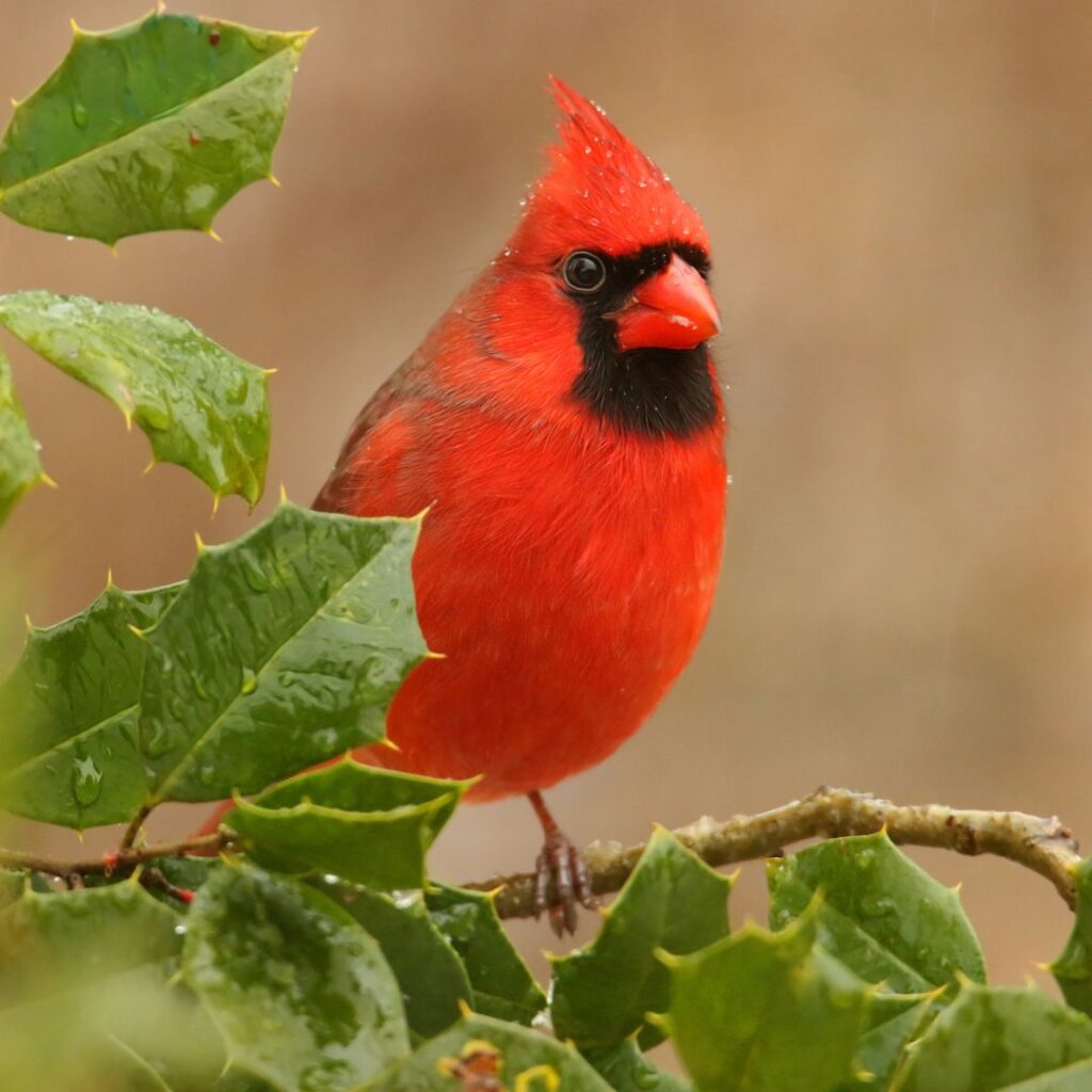 male cardinal on branch of holly bush (shrub) branch