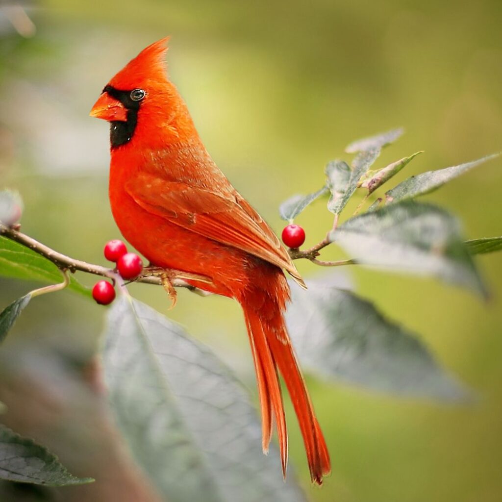 male cardinal sitting on a branch of holly leaves and red berries