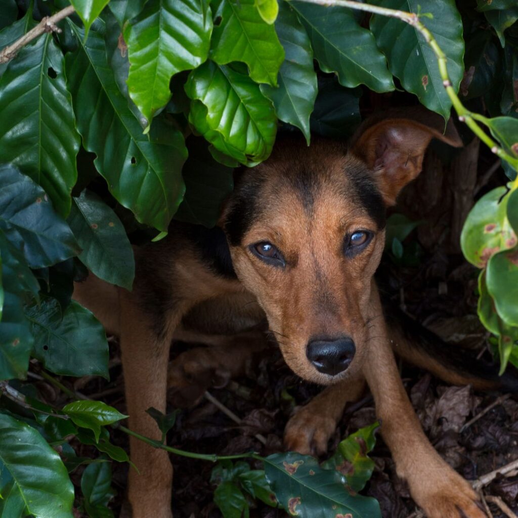 mixed breed dog peeking out from under the shade of a coffee plant