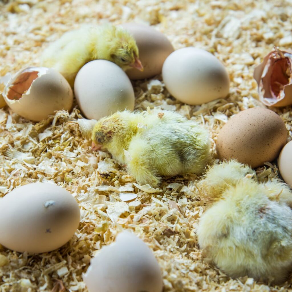 newborn chicks on cedar shavings hatched by hen