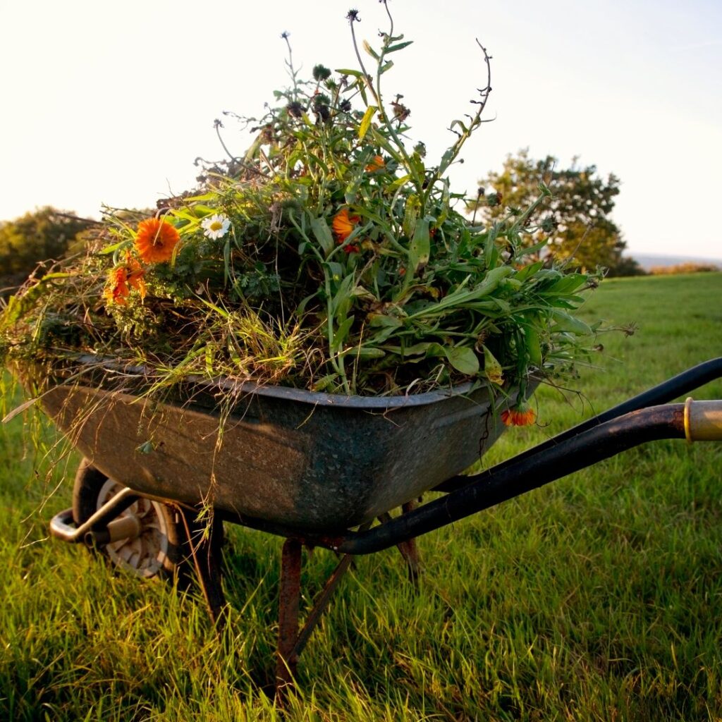 old wheelbarrow filled with garden scraps