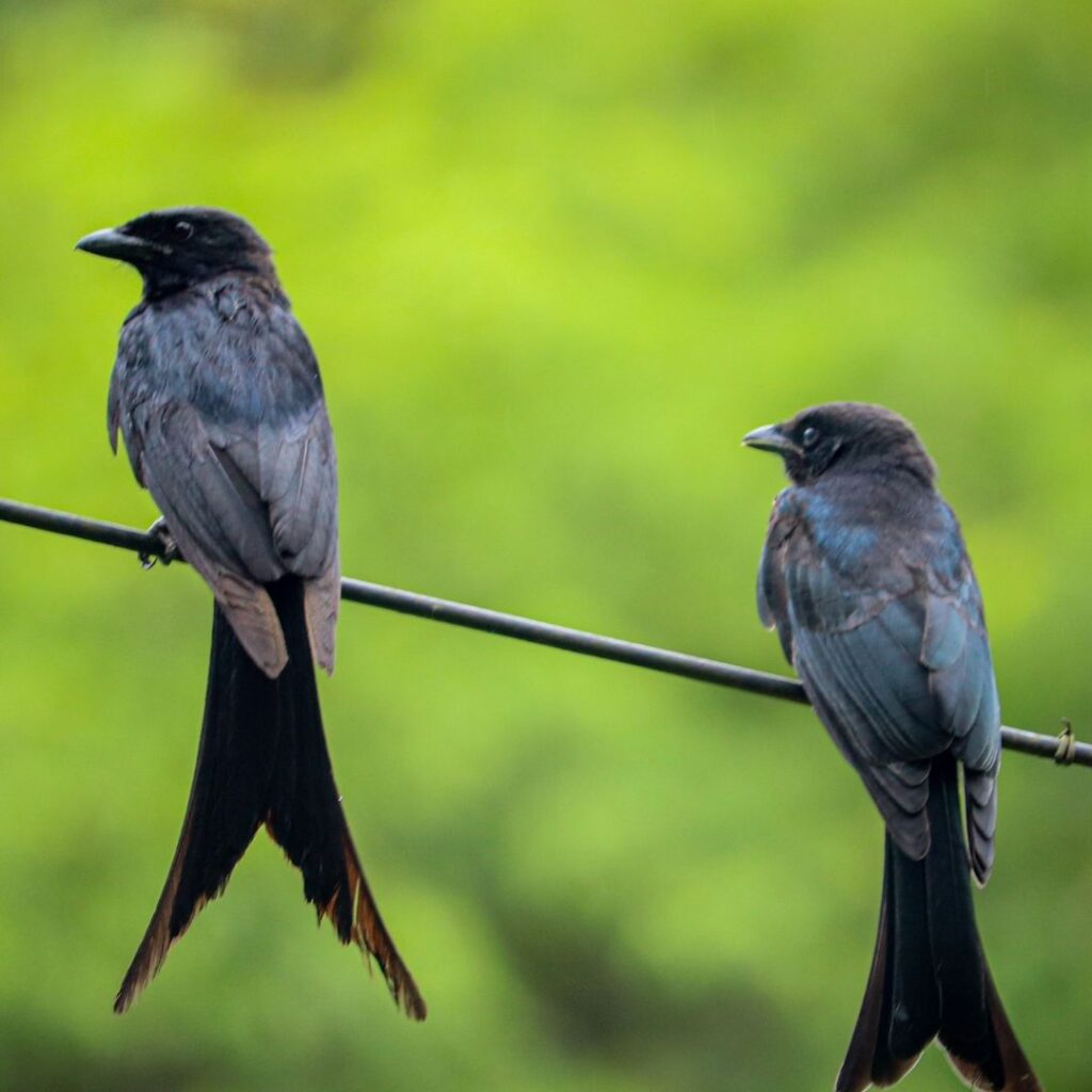 these birds eat mosquitoes: pair or purle martins on a rope