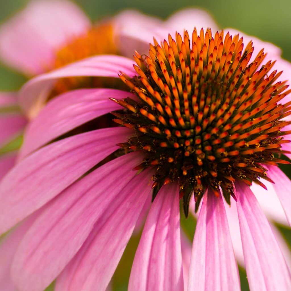 pink coneflower with closeup on seed center
