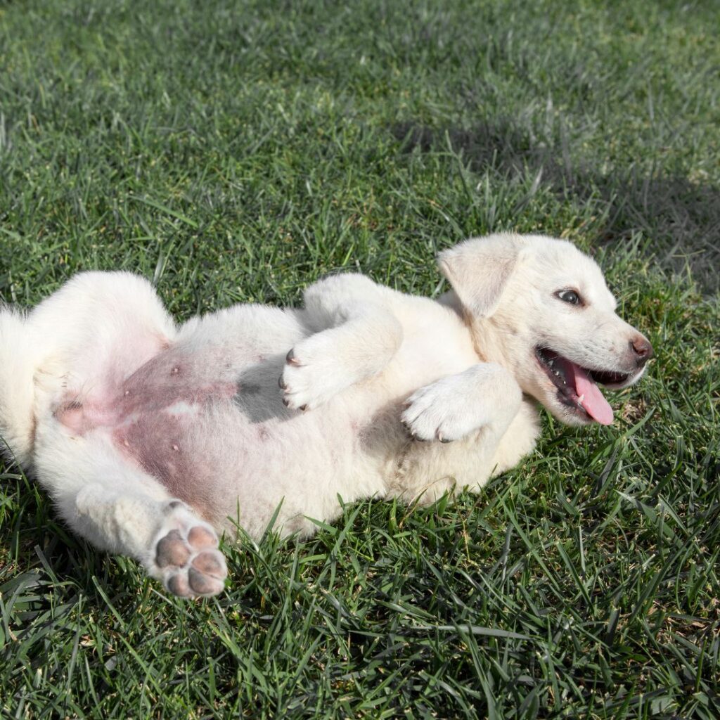 puppy rolling in grass