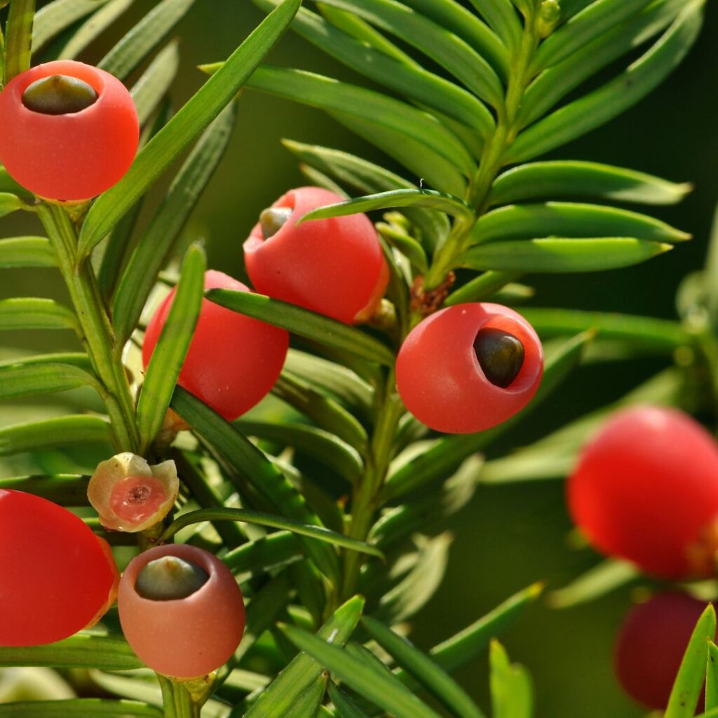 red berries on yew plantshrub outdoors