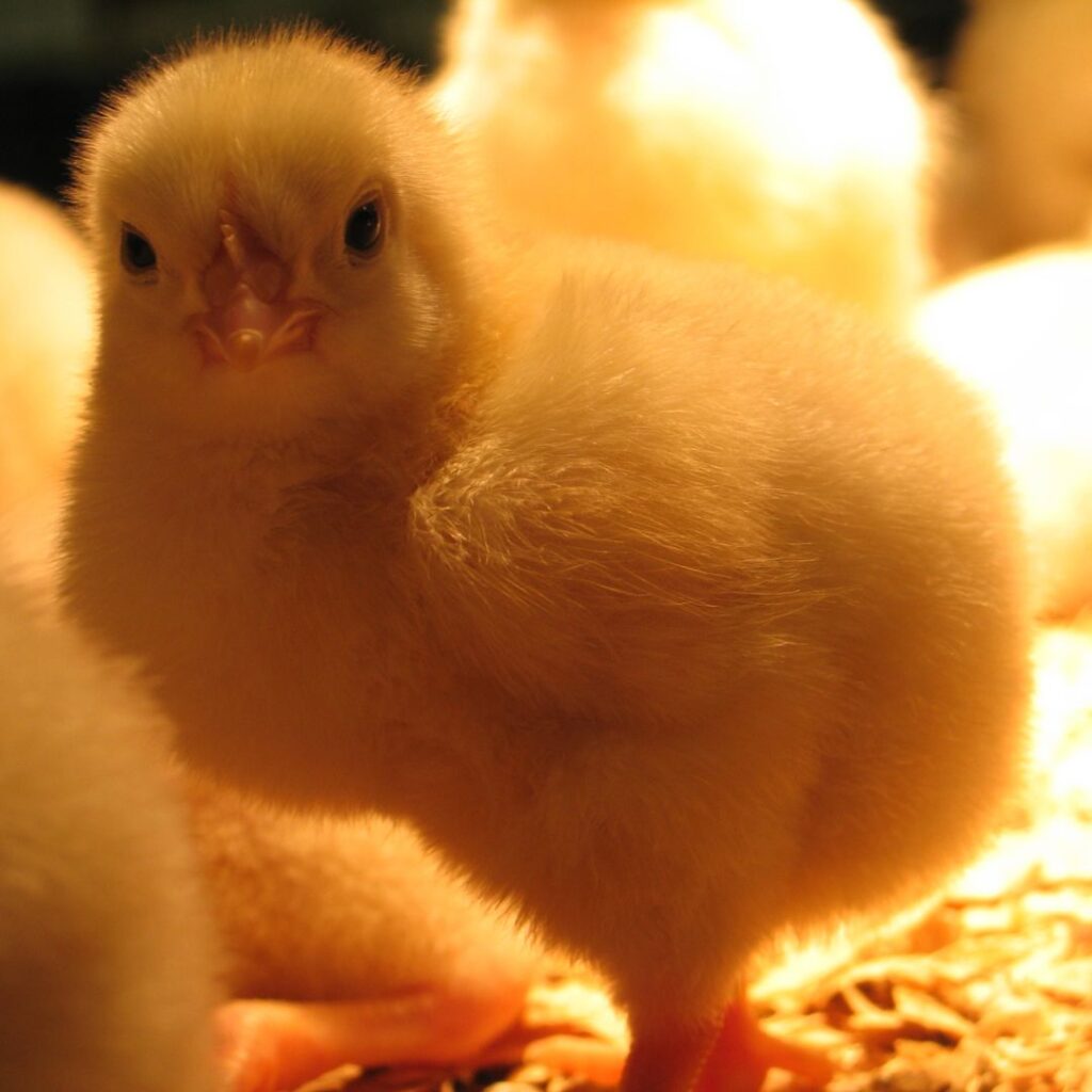 small baby chick glowing under heat lamp