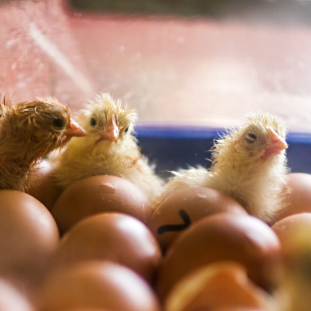 three newly hatched baby chicks  with more hatching chicken eggs  inside incubator
