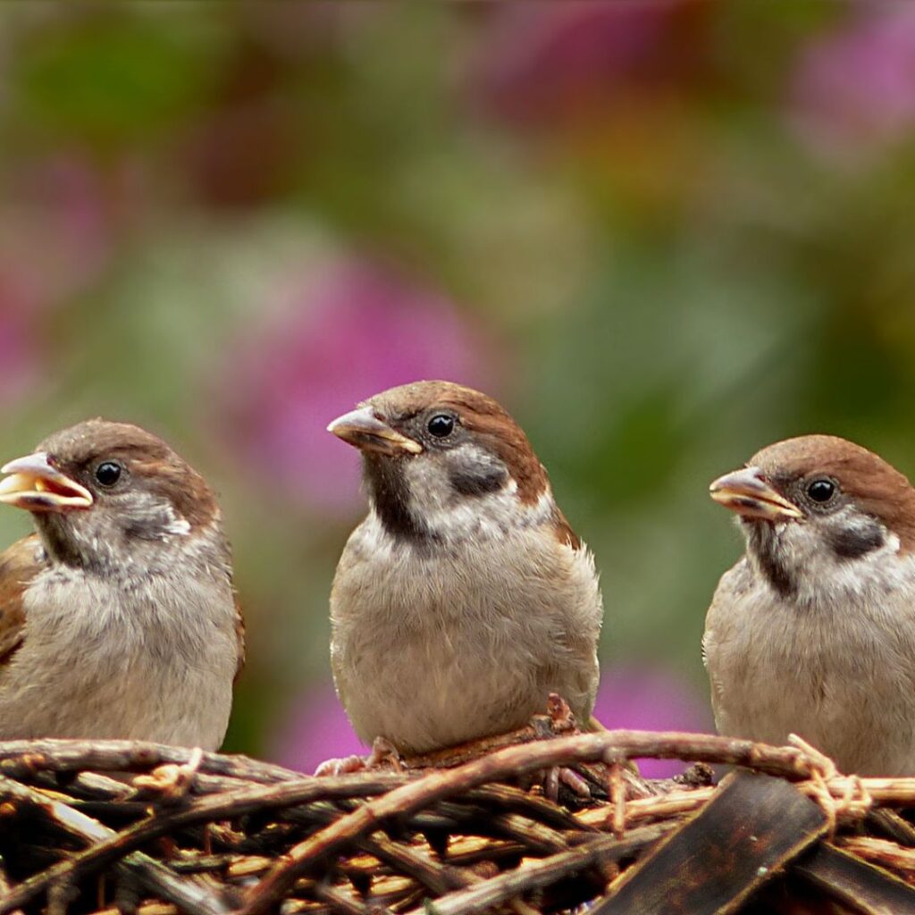 three young sparrows perched on edge of nest