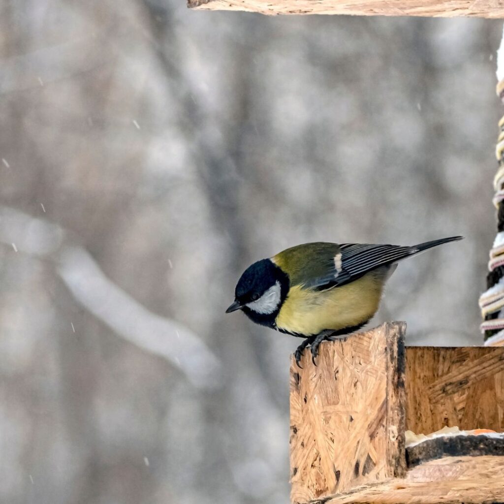 titmice perched on feeder in winter