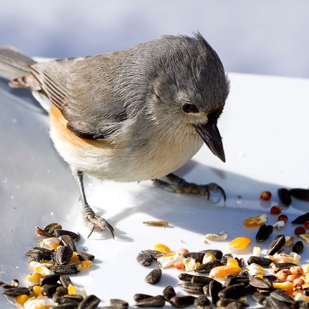 titmouse eating bird seed on a white plate outdoors