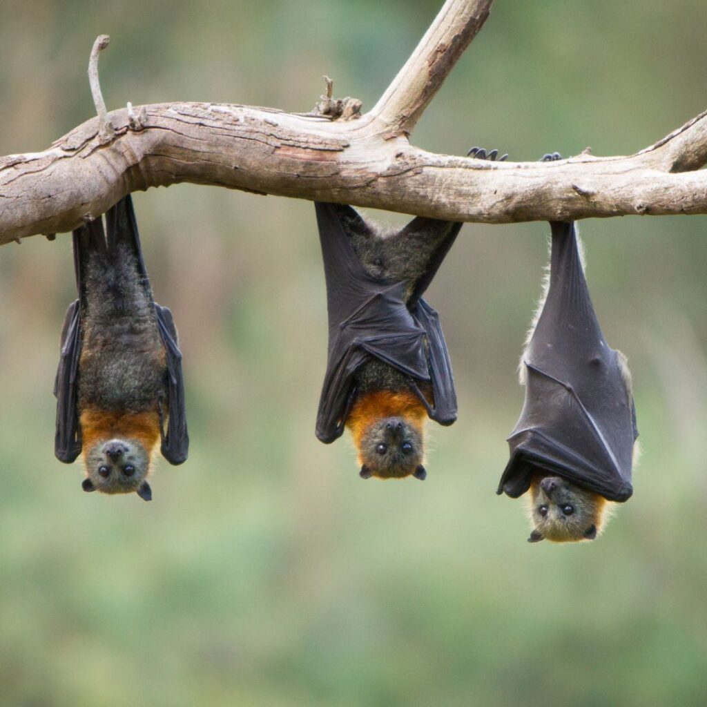 tree bats