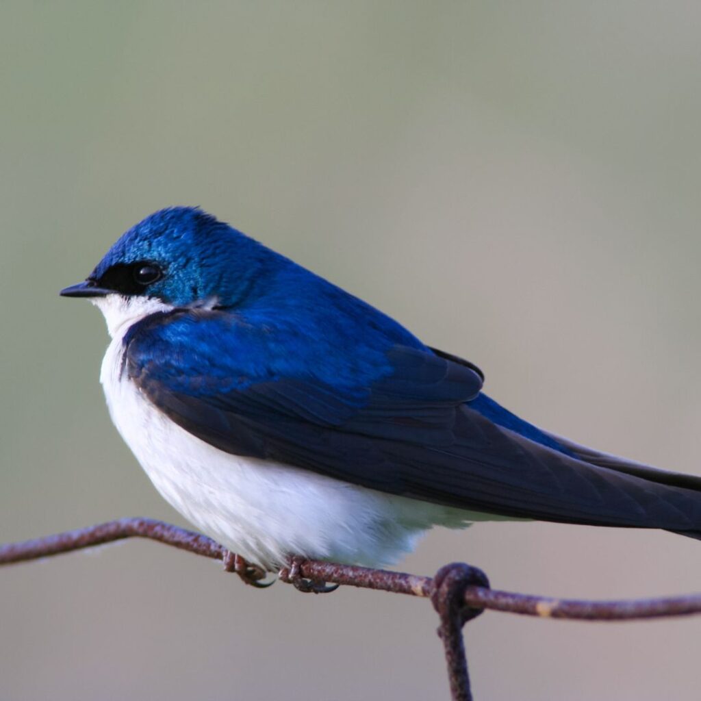 tree swallow perched on wire
