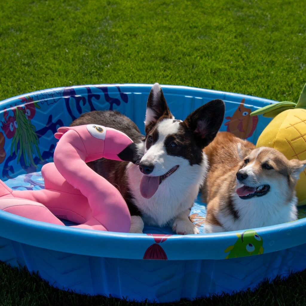 two corgi dogs in kiddie pool with toys