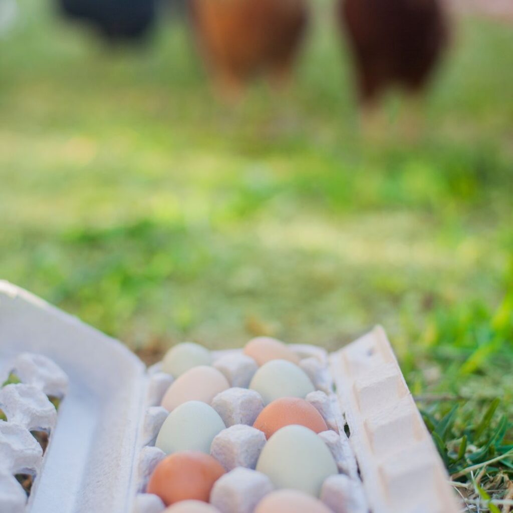 various colored eggs in carton with blurred chickens in bakground