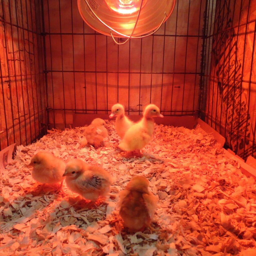 young chicks being kept warm under heat lamp